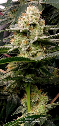 Another Custom Creation — flower, day 129