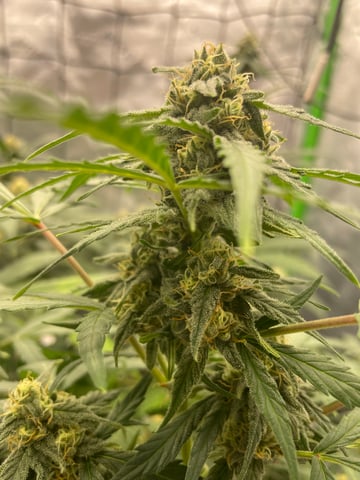 Royal Dwarf — flower, day 52