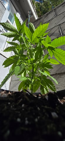 Mystery Weed Plant — vegetative, day 57