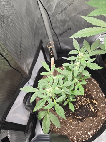 Durban Poison — vegetative, day 54