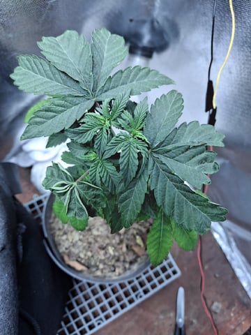 1st Grow - ROYAL MOBY (indoor)(photop.) — vegetative, day 59