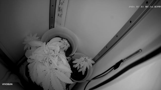 Blue Dream — flower, day 31