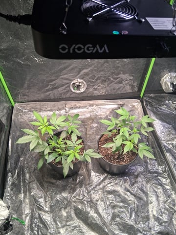 S&D  First Grow — vegetative, day 2