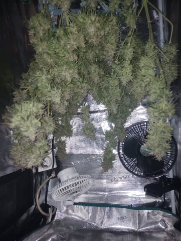 White Widow XXL Auto — harvest, day 93