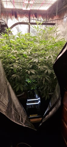 Indigo Saphirex2 And Slush Mint Cake X2 — flower, day 79