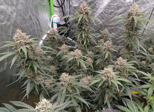 Mixed Grow — flower, day 73