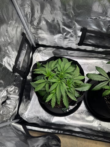 wedding cake auto FIRST GROW! — vegetative, day 27