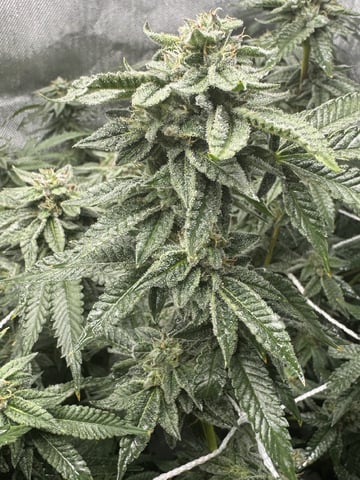 3 Runtz X Apple Fritter  — flower, day 47