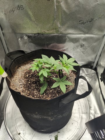 OG III — seedling_rooting, day 20
