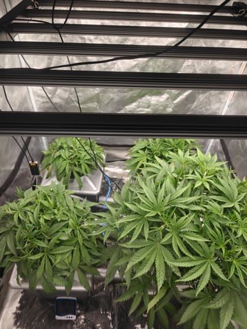 indoor grow 1 — flower, day 42