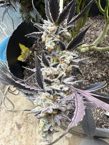 Gelly Mama and Sugar Tree