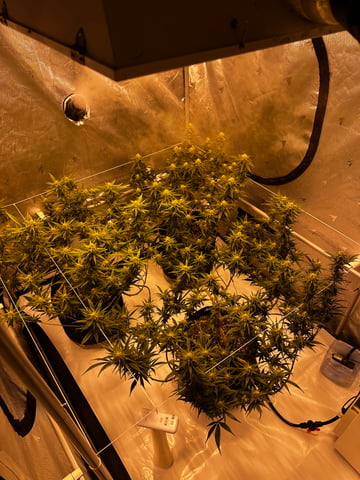 XJ-13 x Pennywise — flower, day 113