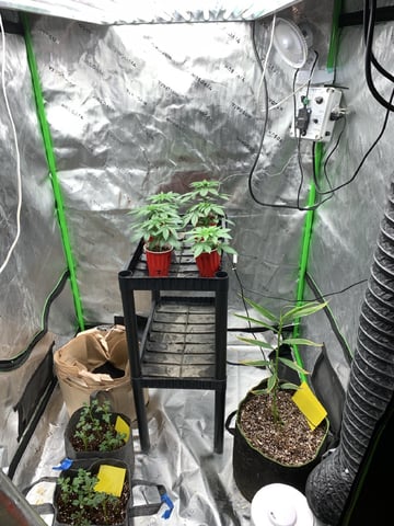 Papaya Frosting  — vegetative, day 24