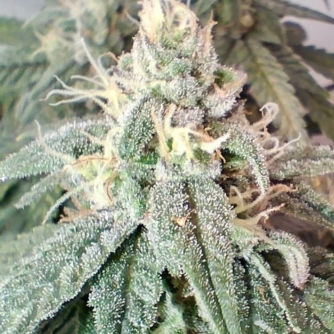 Round 2 — flower, day 57