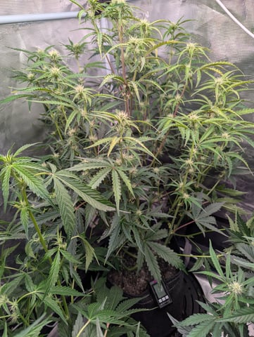 Control Plant — flower, day 72