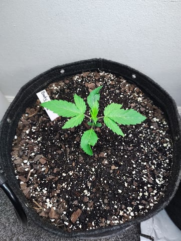 Beans For Days run — vegetative, day 16