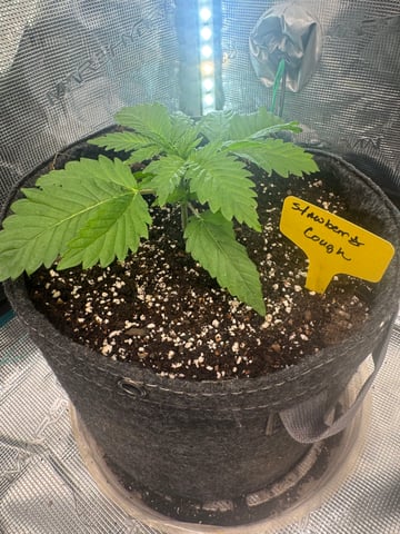  strawberry cough — vegetative, day 4