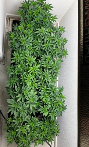 Outdoor Grow — vegetative, day 47