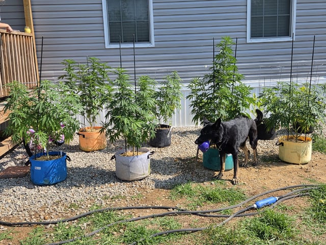 Outdoors L.S.D and Cinderalla 99  — vegetative, day 36