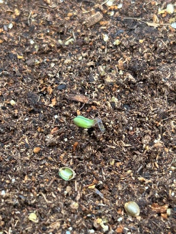 Grow Shed Grow #1 — germination, day 3