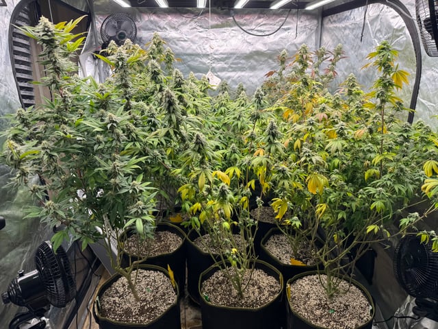 Hollywood Headband and LimeHeads  — flower, day 149