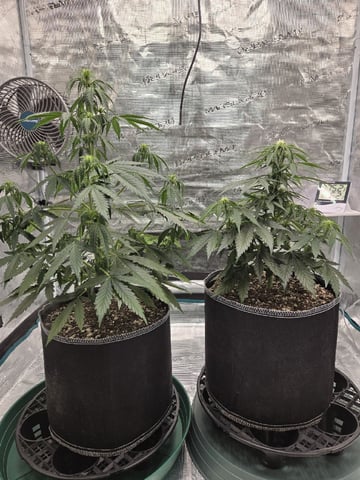 StrawZ (autoflower) — flower, day 43