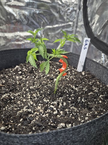 Grow 1 2026 Gelato Rainbow Sherbert  — vegetative, day 22