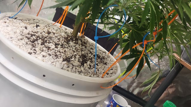 1st grow indoors(cardboard box to 2x2x4 to 5x5x6) — vegetative, day 66