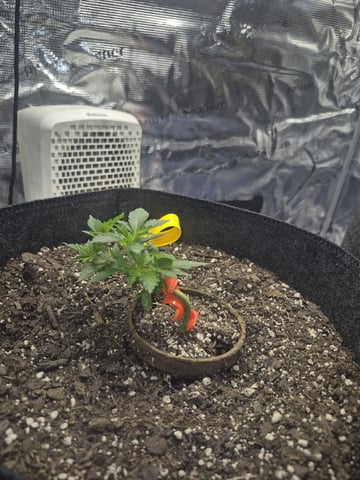 Grow 1 2026 Dream Widow — vegetative, day 30