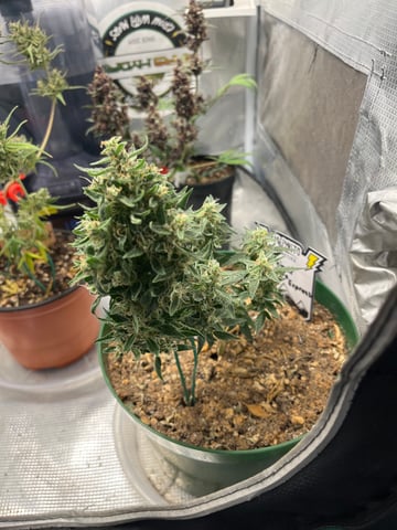 Mephistos Auto  — flower, day 74