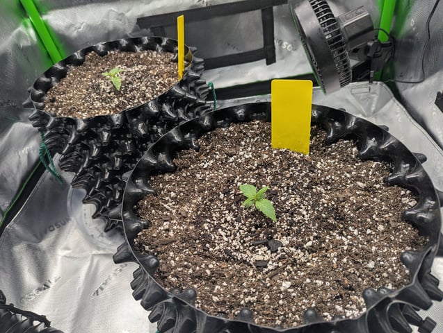 Titan F1 grow  — vegetative, day 12