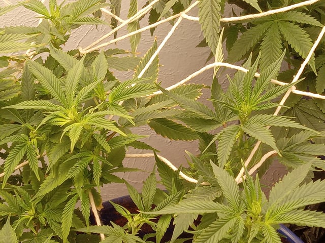 closet grow for veg with a.c infinity air intake fan .With no carbon filter just suction,and spider farmer sf 7000.Then a spider farmer sf tent 4×4×6.5with a G1500 l.e.d from spiderfarmer and spider farmer 6inch clip oscalating fan. — flower, day 34