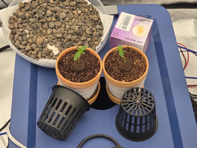 Laundry Shaman — seedling_rooting, day 1