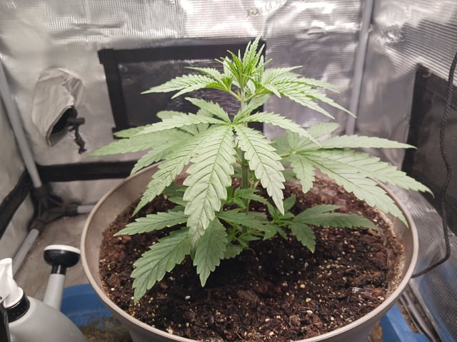 2nd Grow 2026  — vegetative, day 25