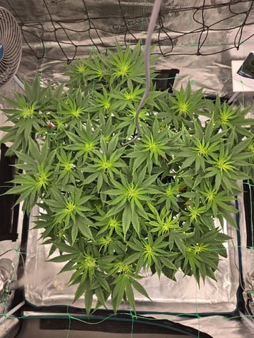  Insane OG — flower, day 78