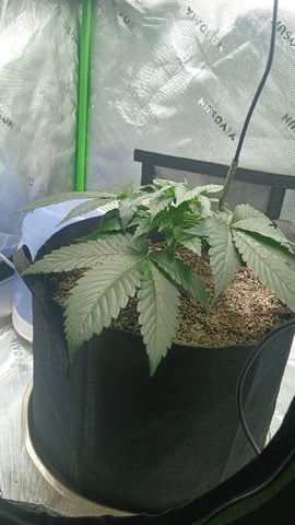 Critical Purple Kush — vegetative, day 44