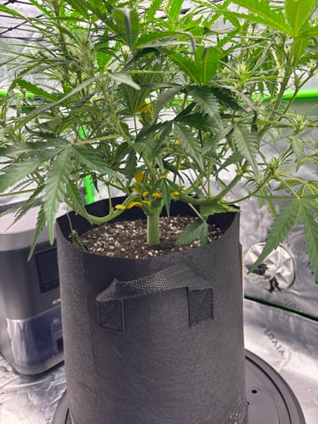 Fall 2025 Grow — flower, day 38