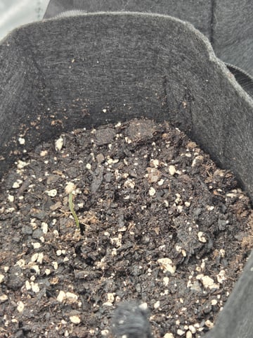 new bee's  — vegetative, day 71