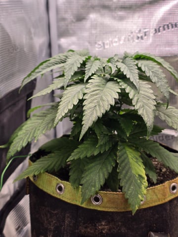 mc nuggets r1 — vegetative, day 25