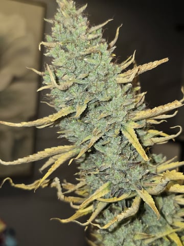 3rd Auto Grow — flower, day 122