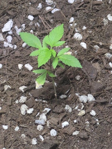 Audrey III — vegetative, day 34