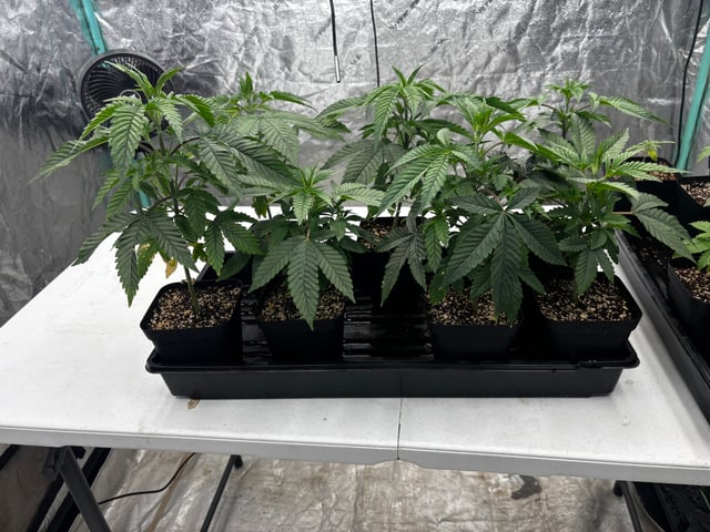 PKB remix/PotG — seedling_rooting, day 40