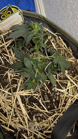 Sativa Summer Autos