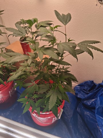 S&D  First Grow — vegetative, day 32