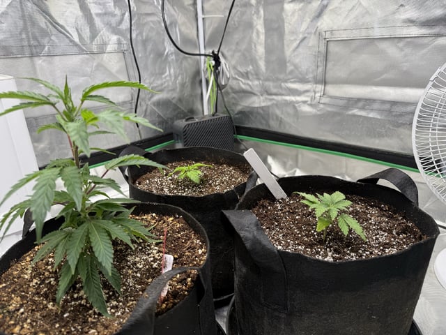 Late Season Start 