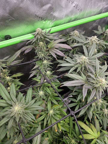 Photo's — flower, day 38