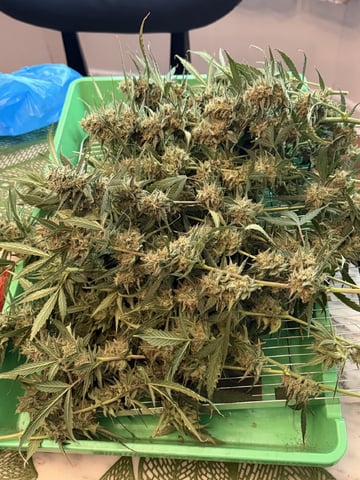 Indoor & Outdoor Grow 6 — done, day 72