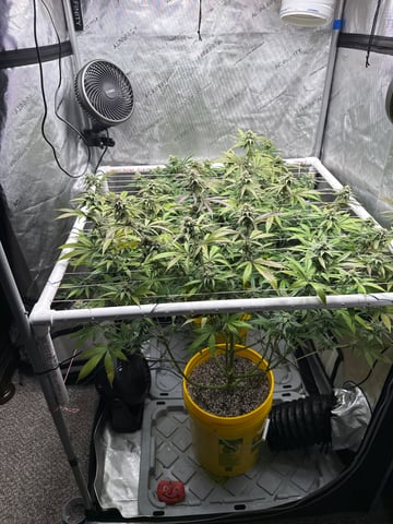 3rd grow  — flower, day 91