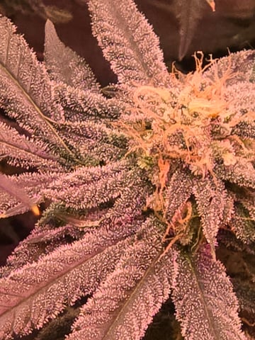 fruitstripe-x-breathworks VS Tropical cherry vs kush cake. vs og haze — flower, day 95