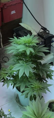 First GROE — vegetative, day 19